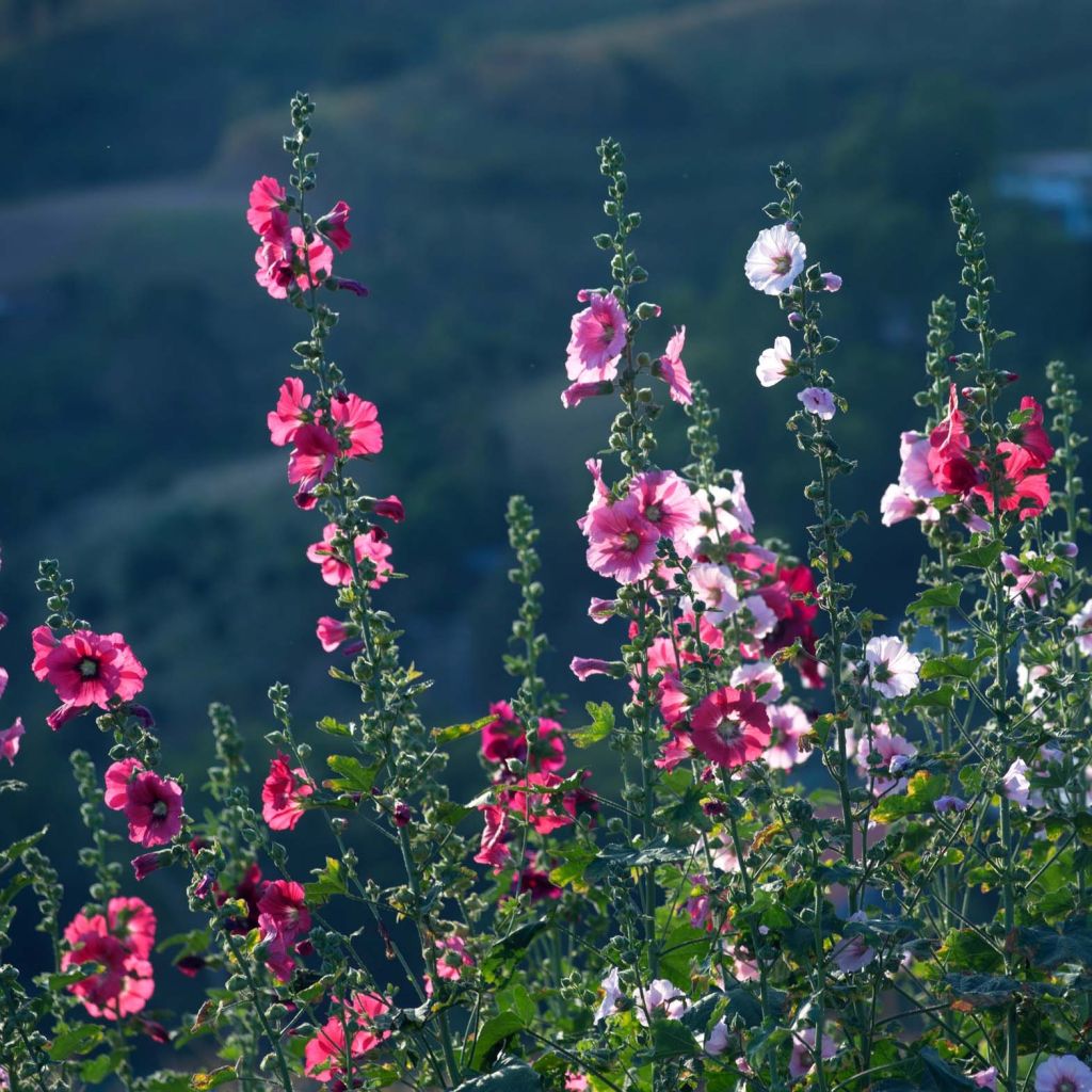 Alcea rosea 'Simplex'