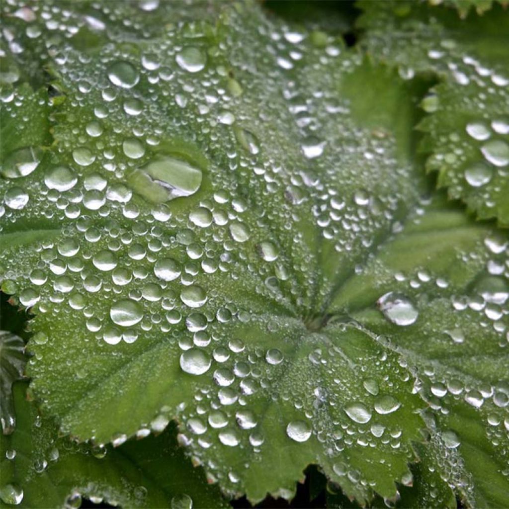 Alchemilla mollis 