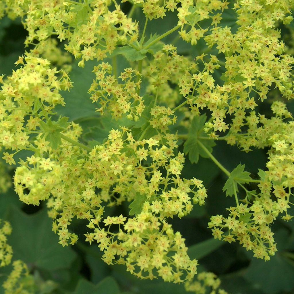 Alchemilla mollis 