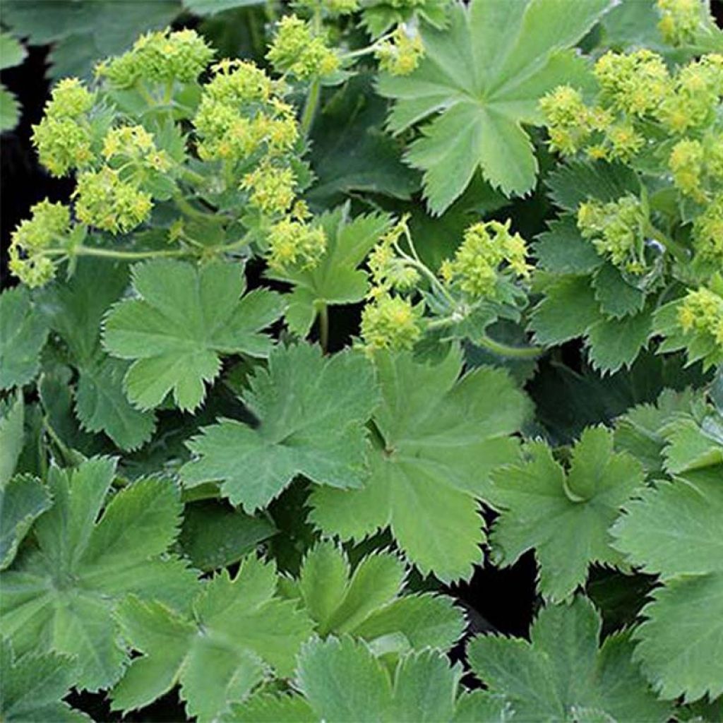 Alchemilla sericata Gold Strike