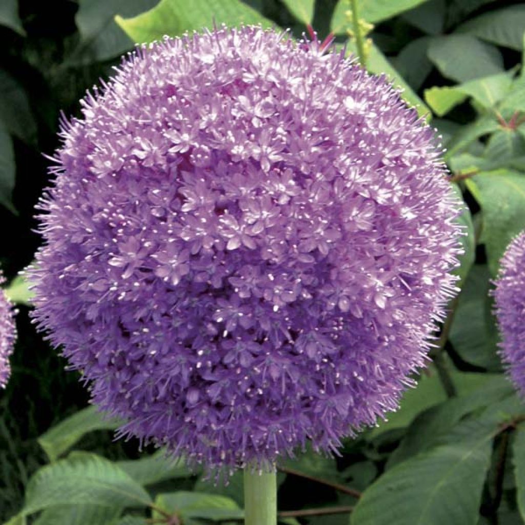 Ail d'ornement - Allium giganteum