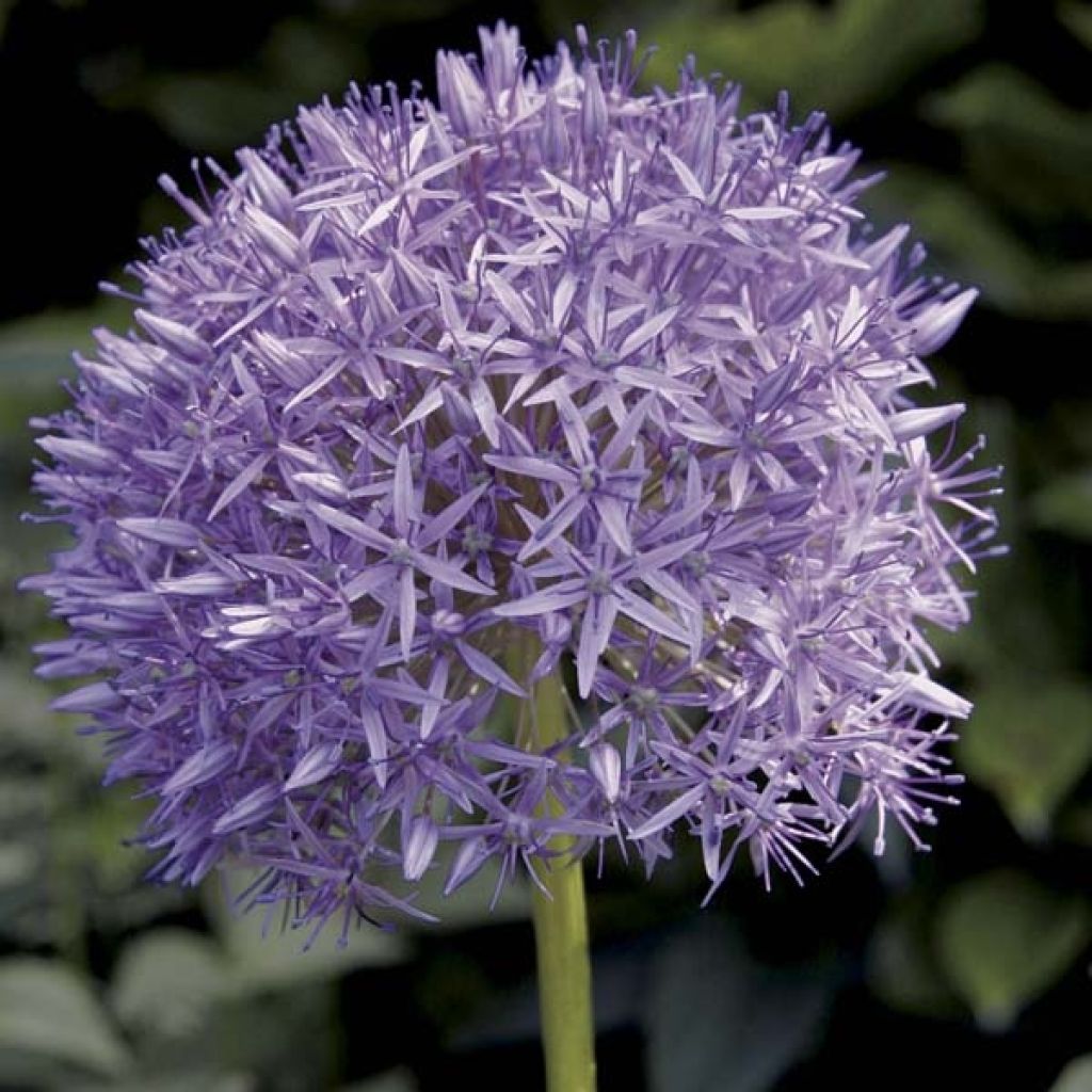 Allium Globemaster