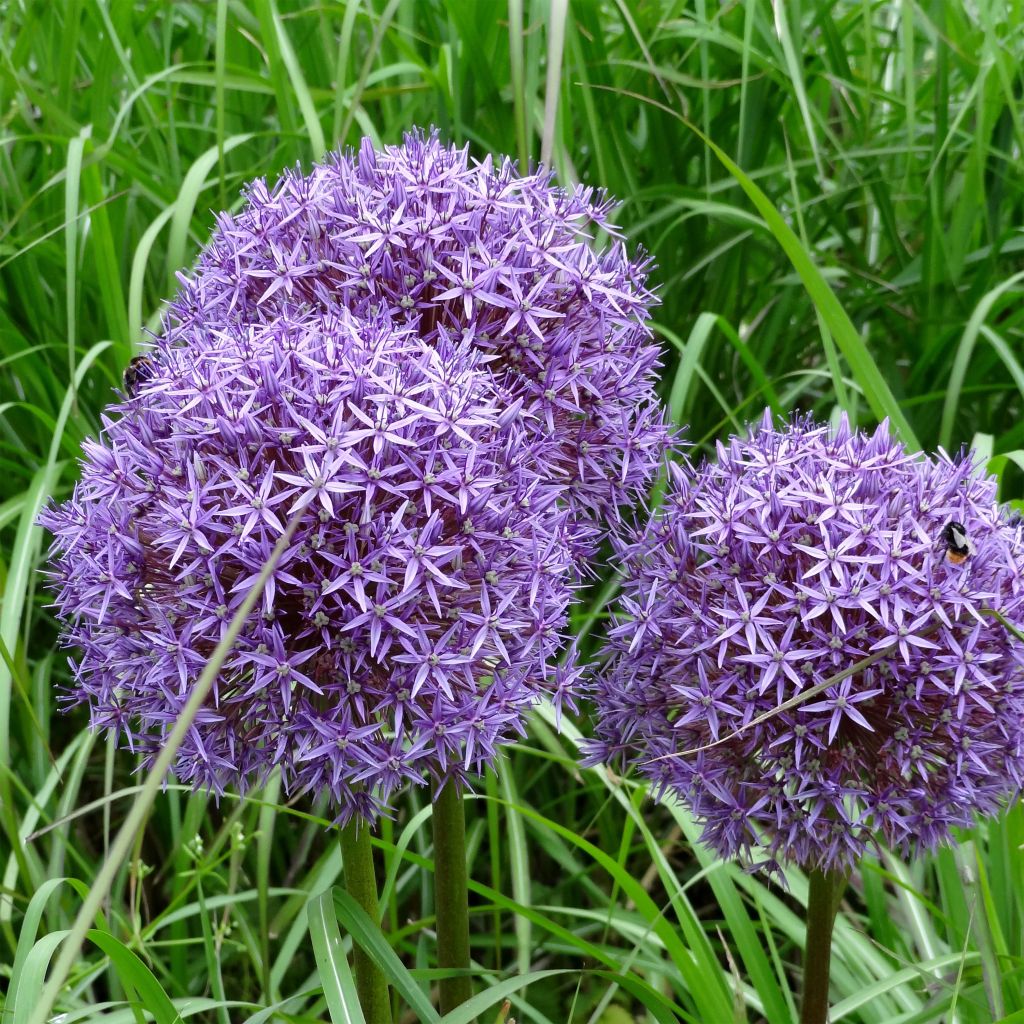 Allium Globemaster