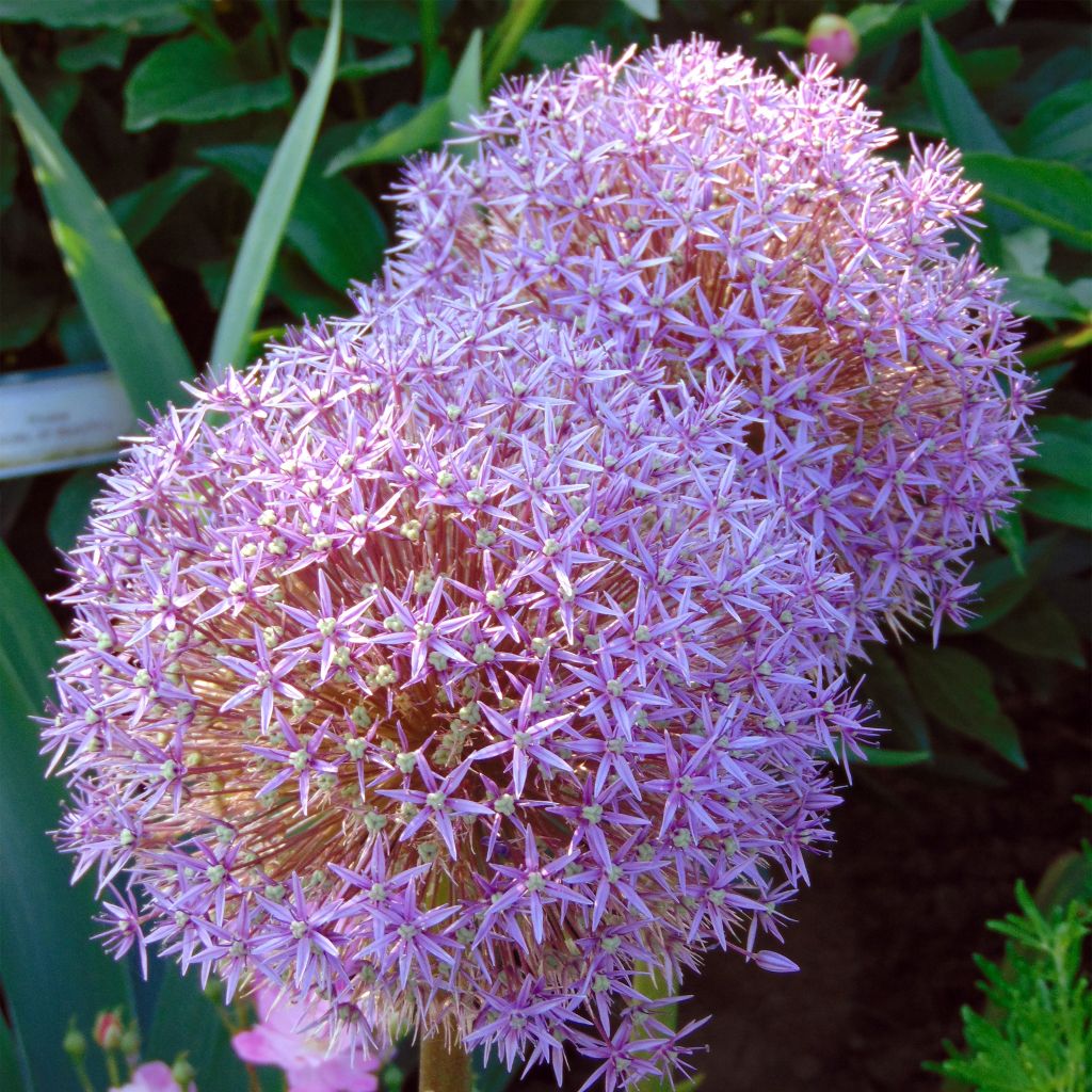 Allium Globemaster