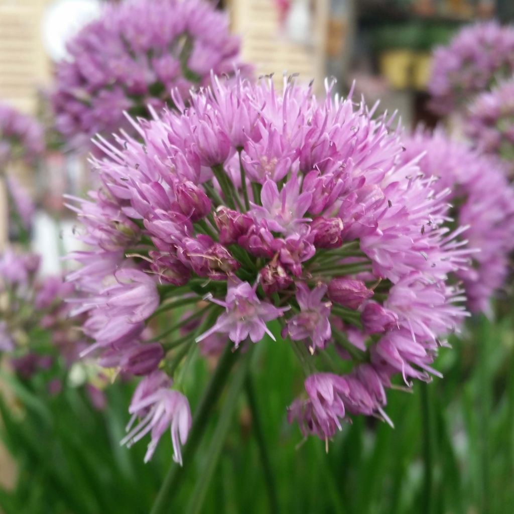 Allium Millenium