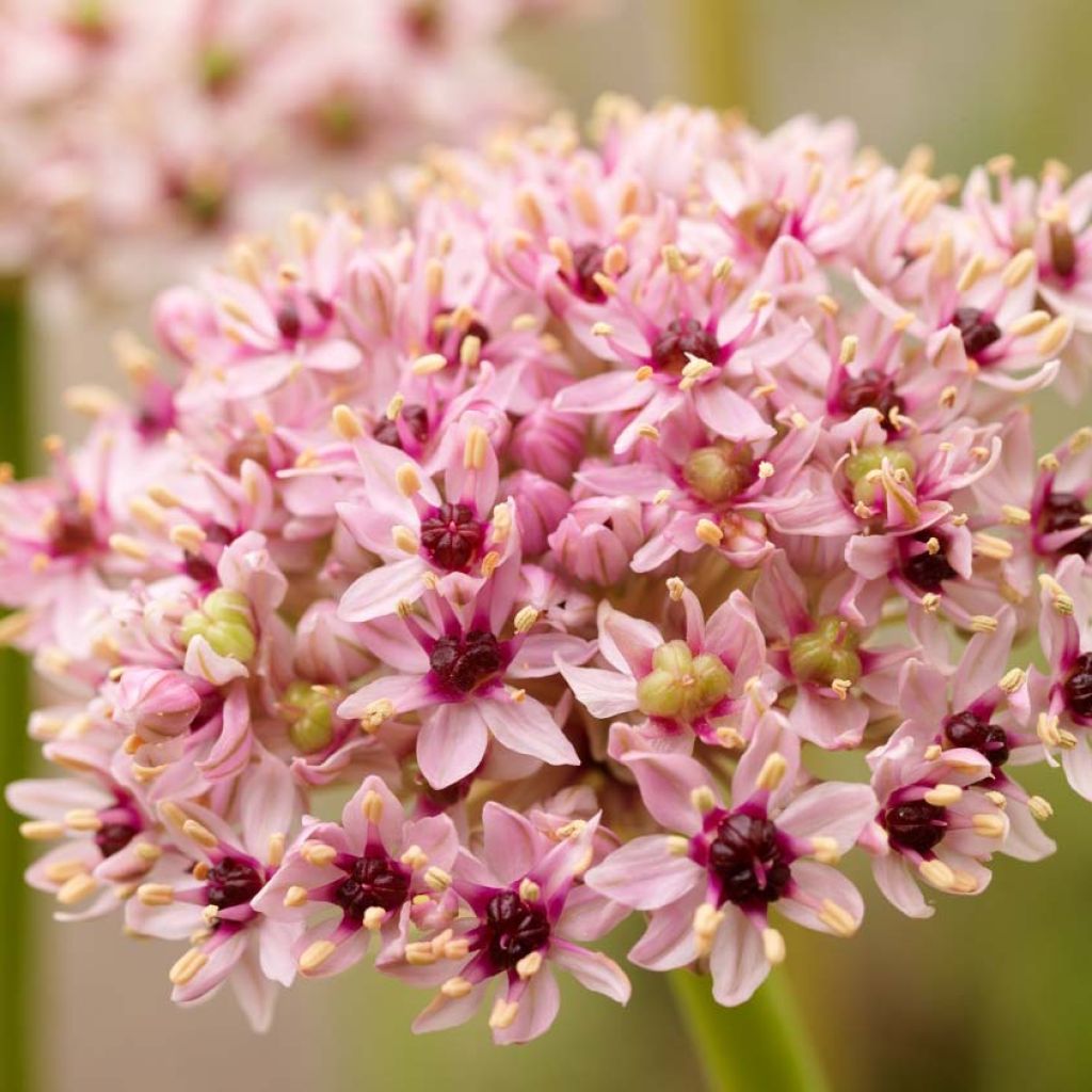 Allium Red Eye