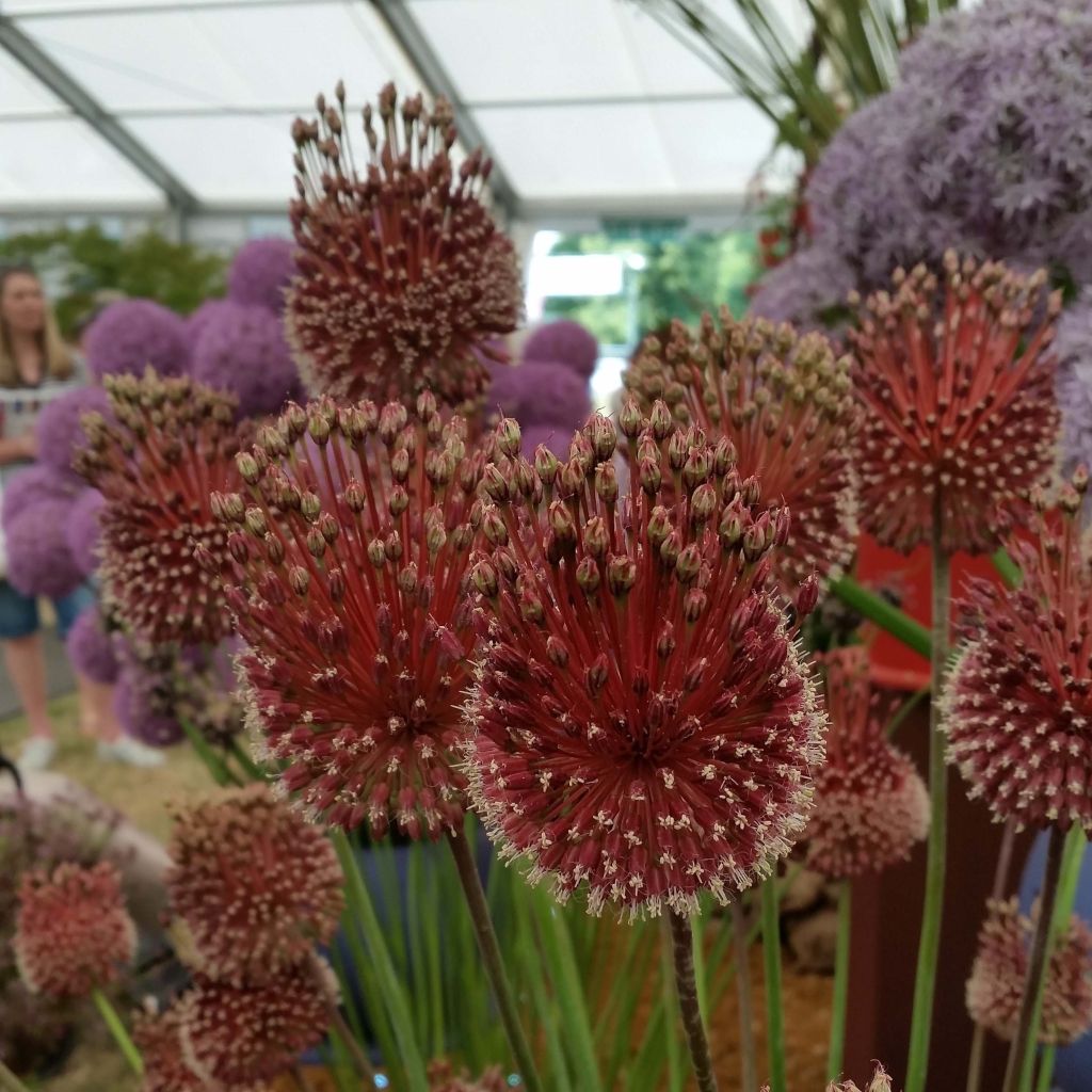 Allium amethystinum Red Mohican