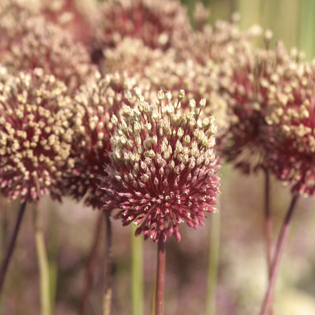 Allium amethystinum Red Mohican