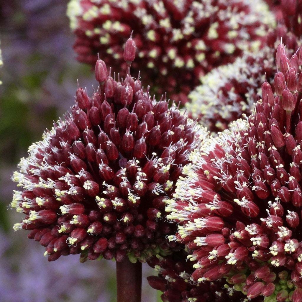 Allium amethystinum Red Mohican