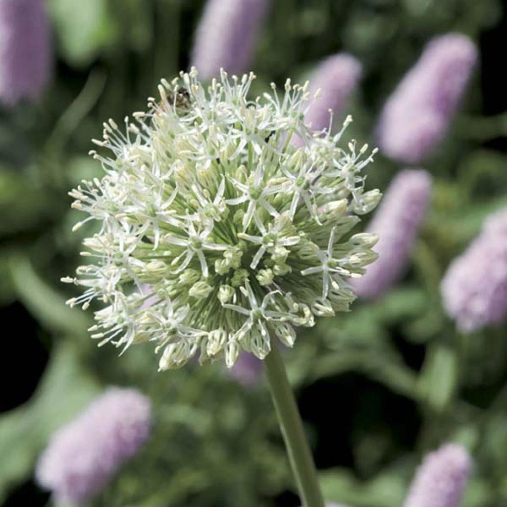 Allium stipitatum Album