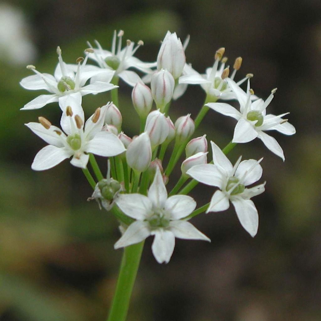 Allium Tuberosum