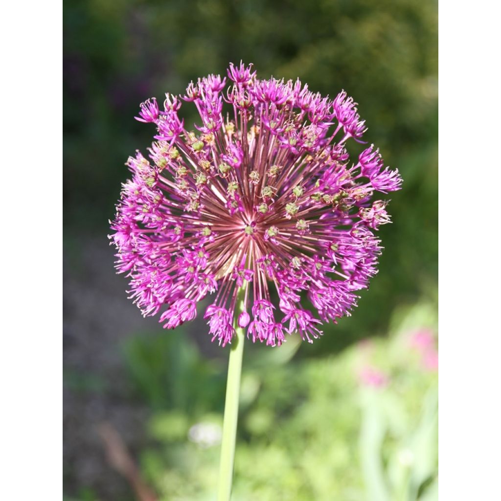 Allium aflatunense Purple Sensation