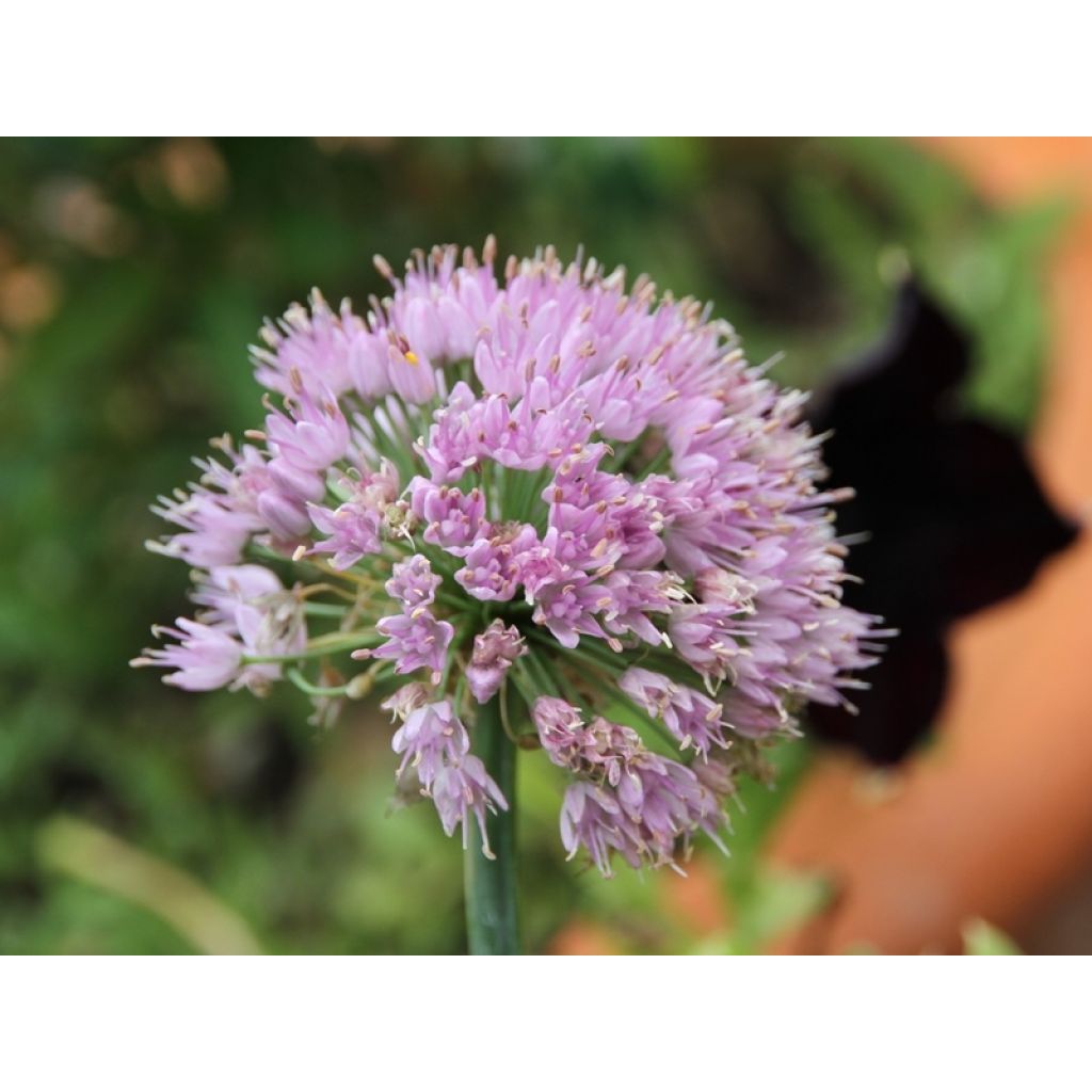 Allium senescens subsp. montanum