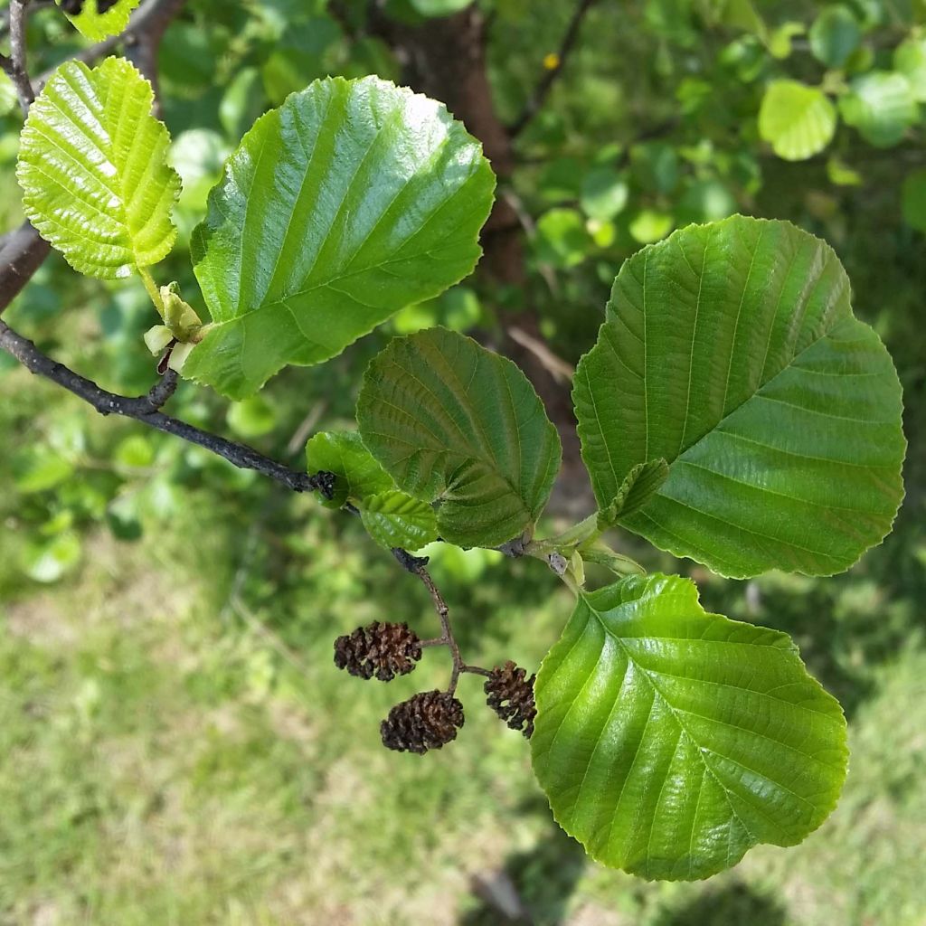 Alnus glutinosa