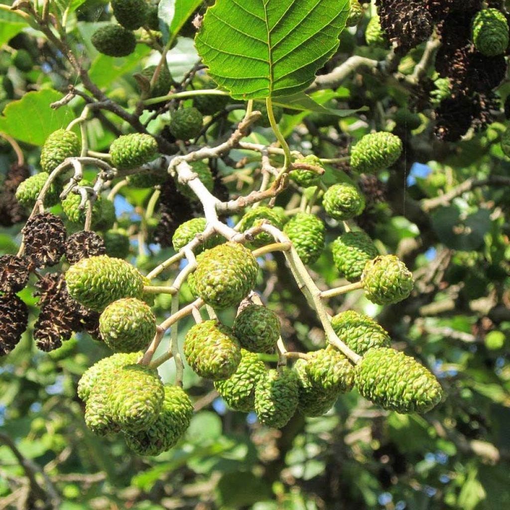 Alnus glutinosa