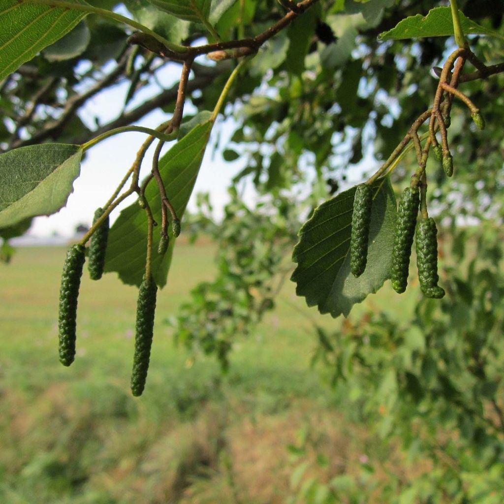 Alnus glutinosa