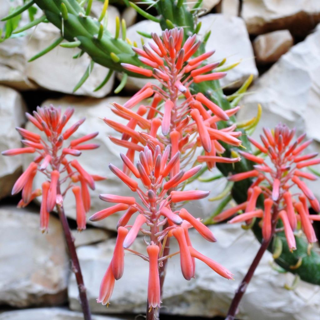 Aloe aristata  