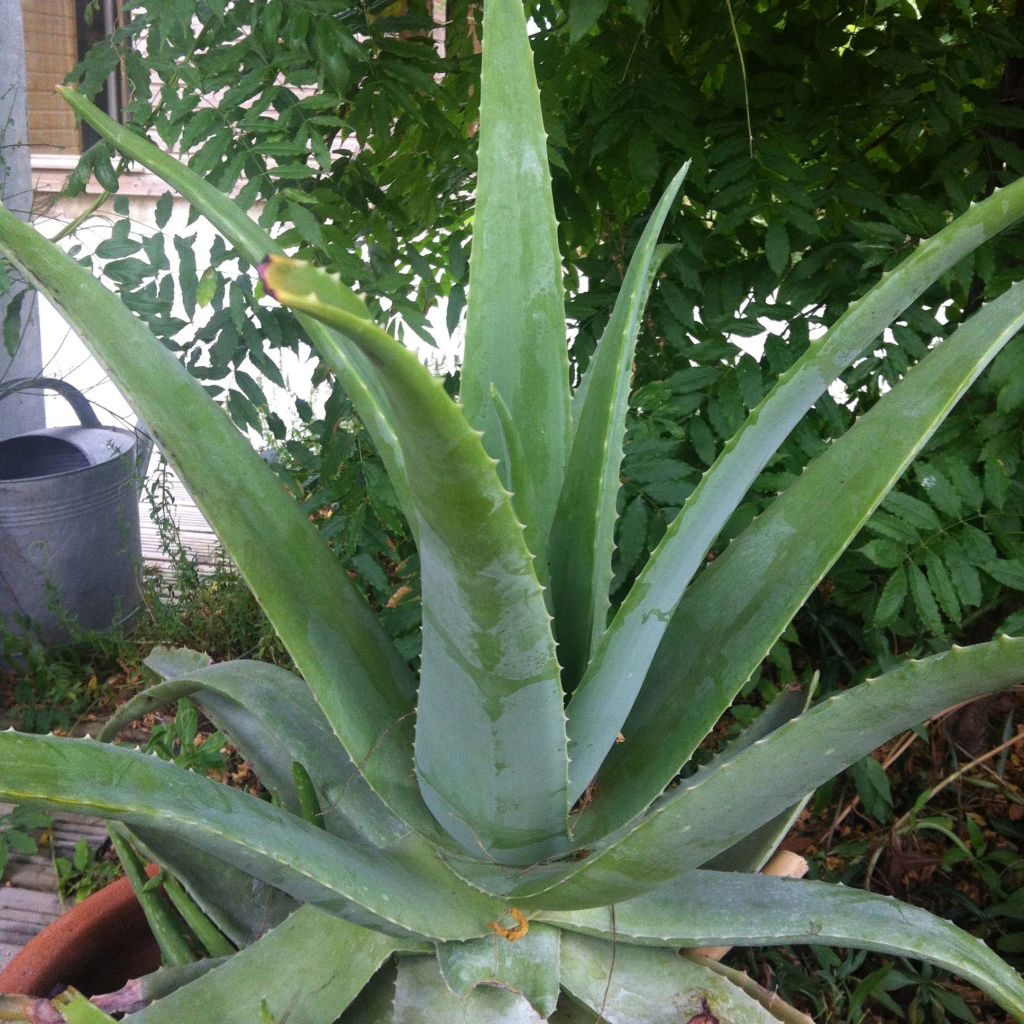 Aloe vera 