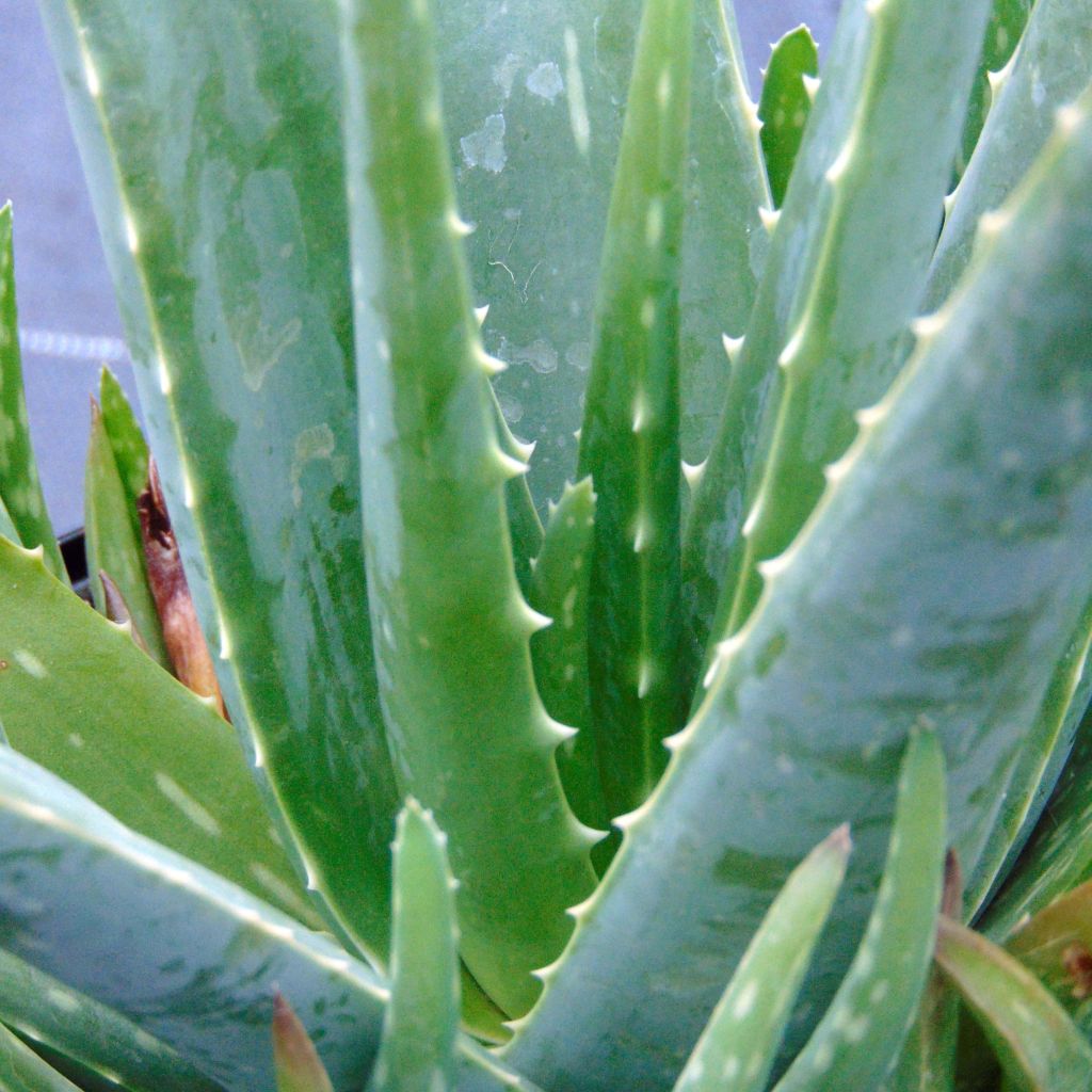 Aloe vera 