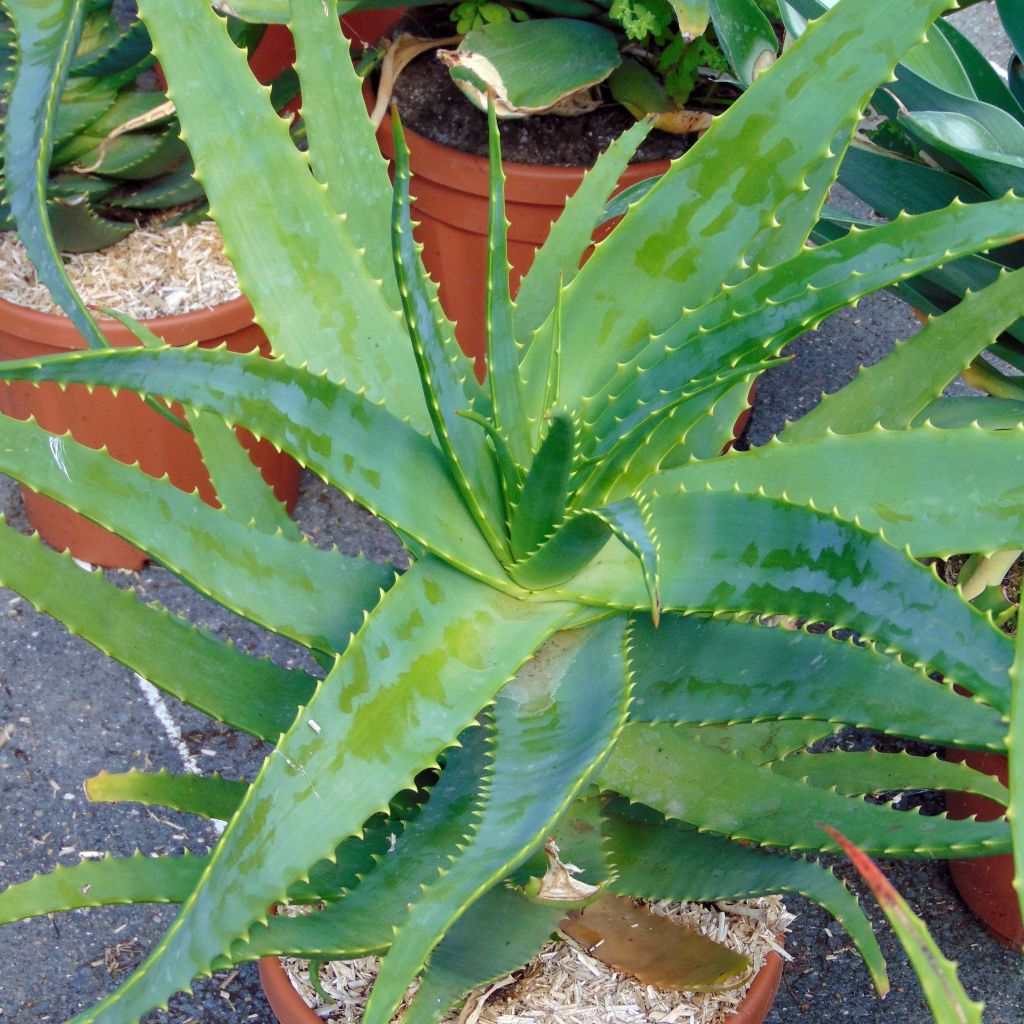 Aloe vera 