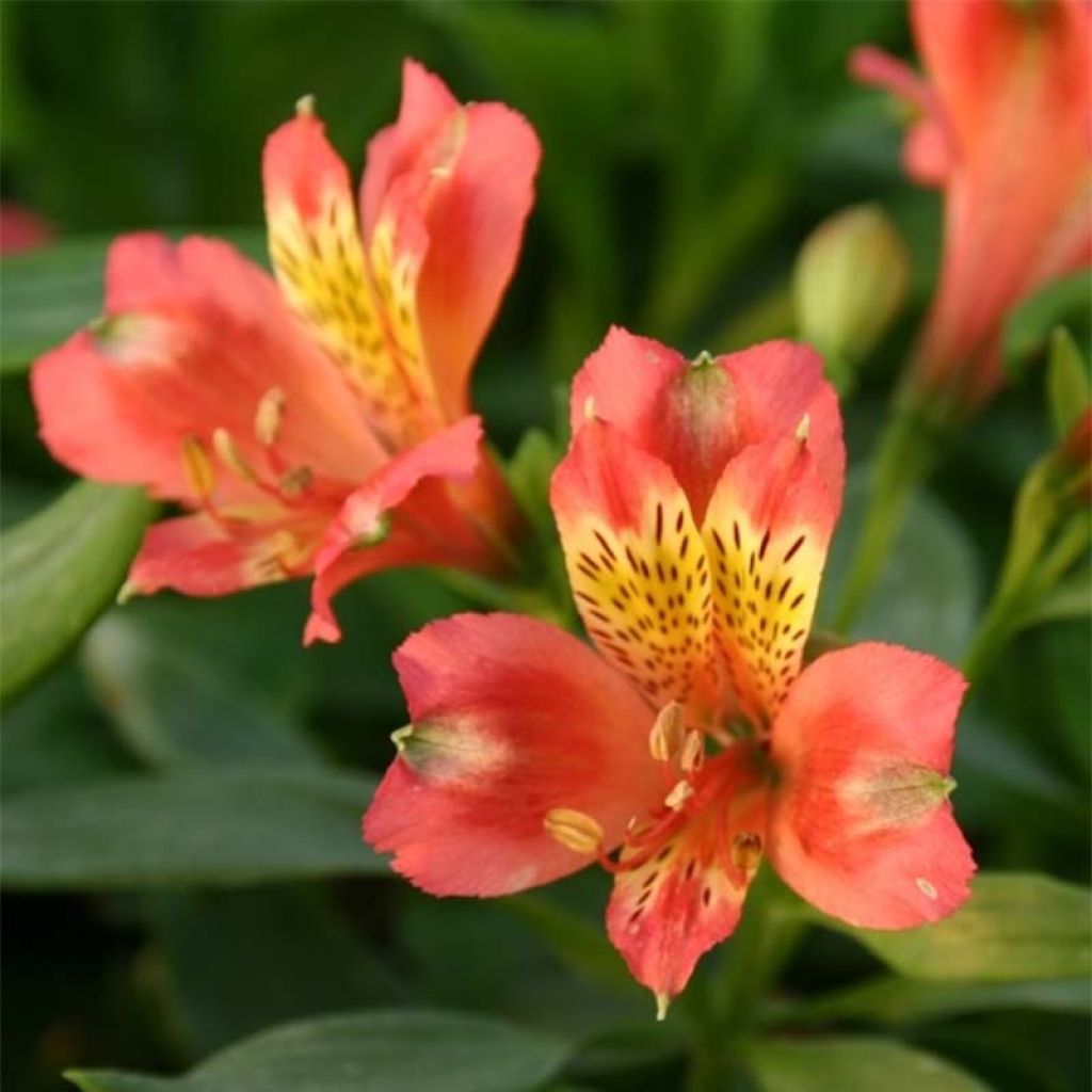 Alstroemeria Duchesses d'Anjou Aliénor