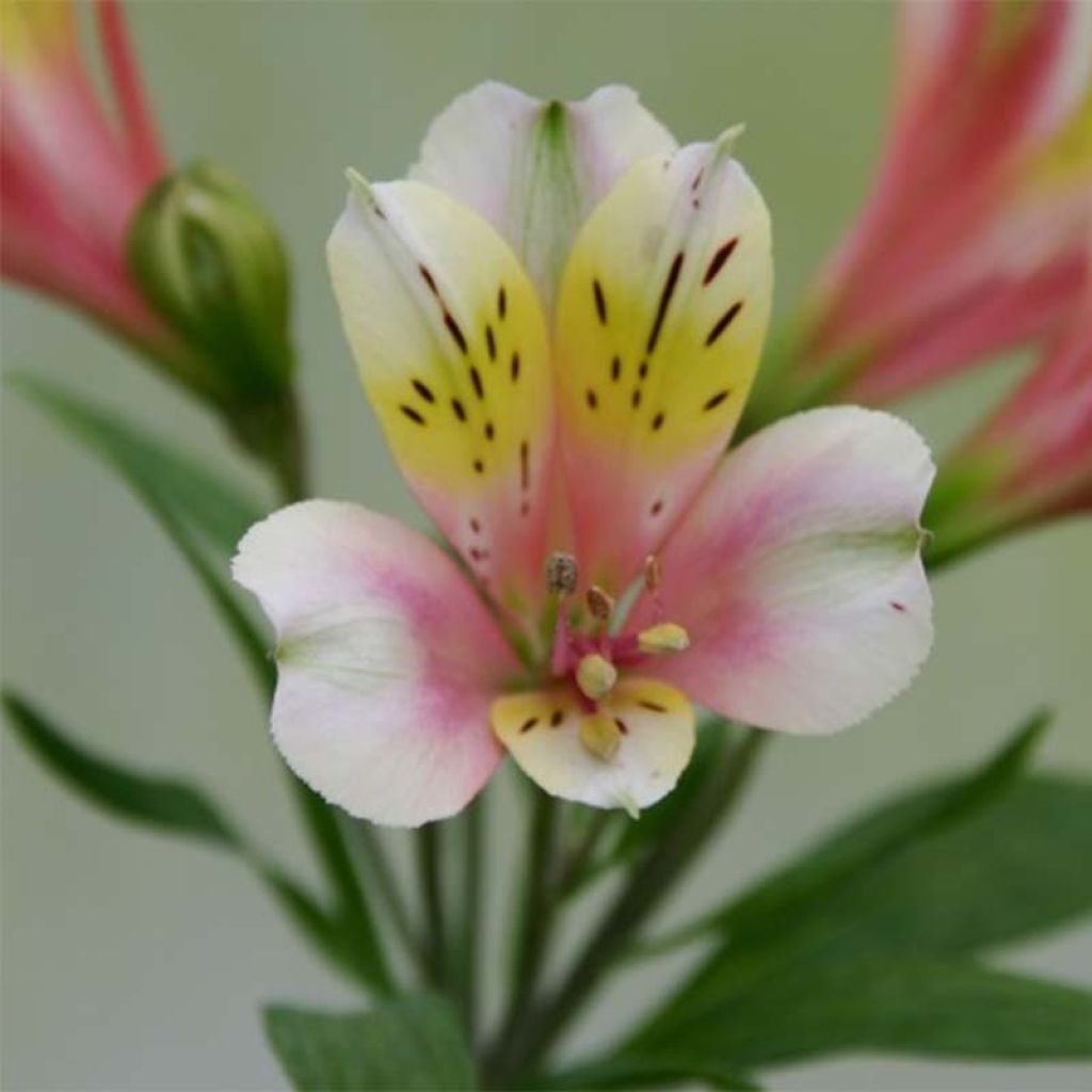 Alstroemeria Duchesses d'Anjou Anne