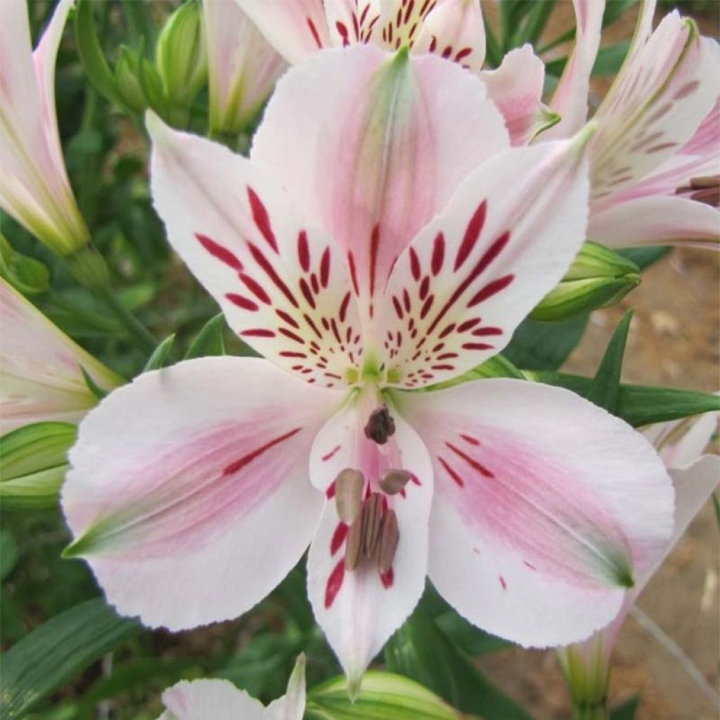 Alstroemeria Duchesses d'Anjou Beatrice