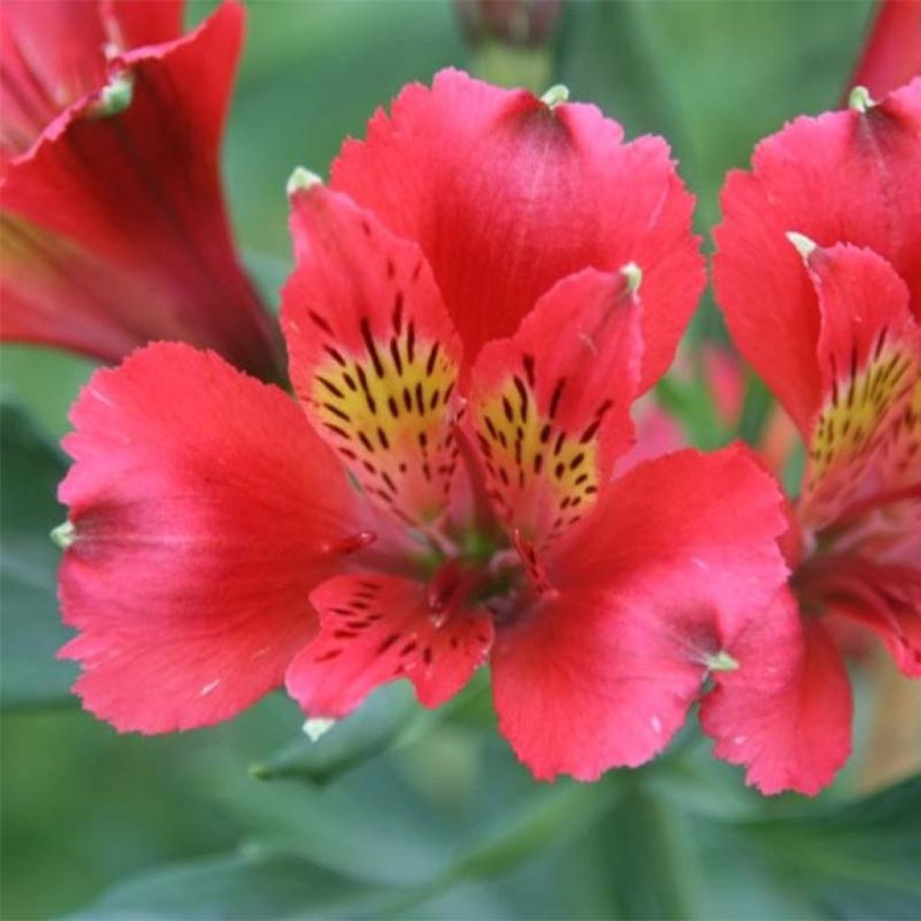 Alstroemeria Duchesses d'Anjou Diane