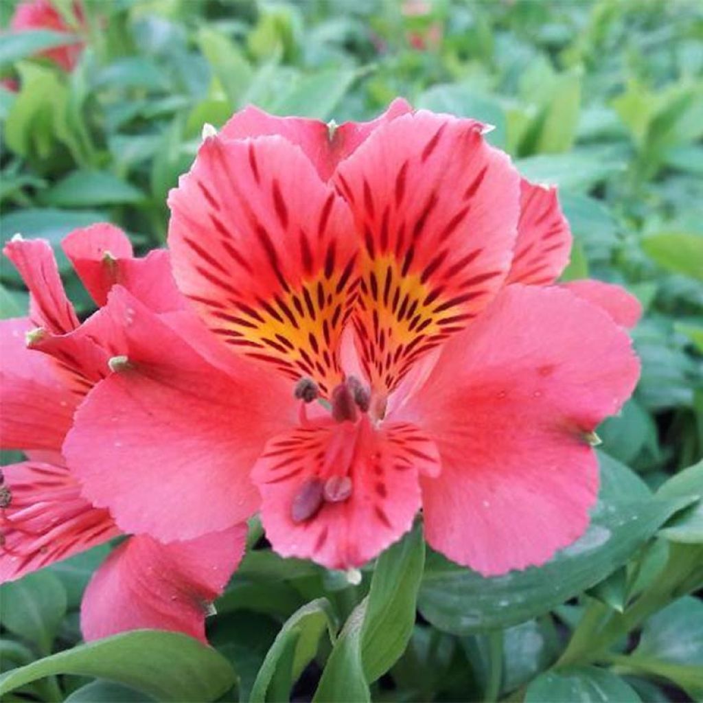 Alstroemeria Duchesses d'Anjou Elisabeth