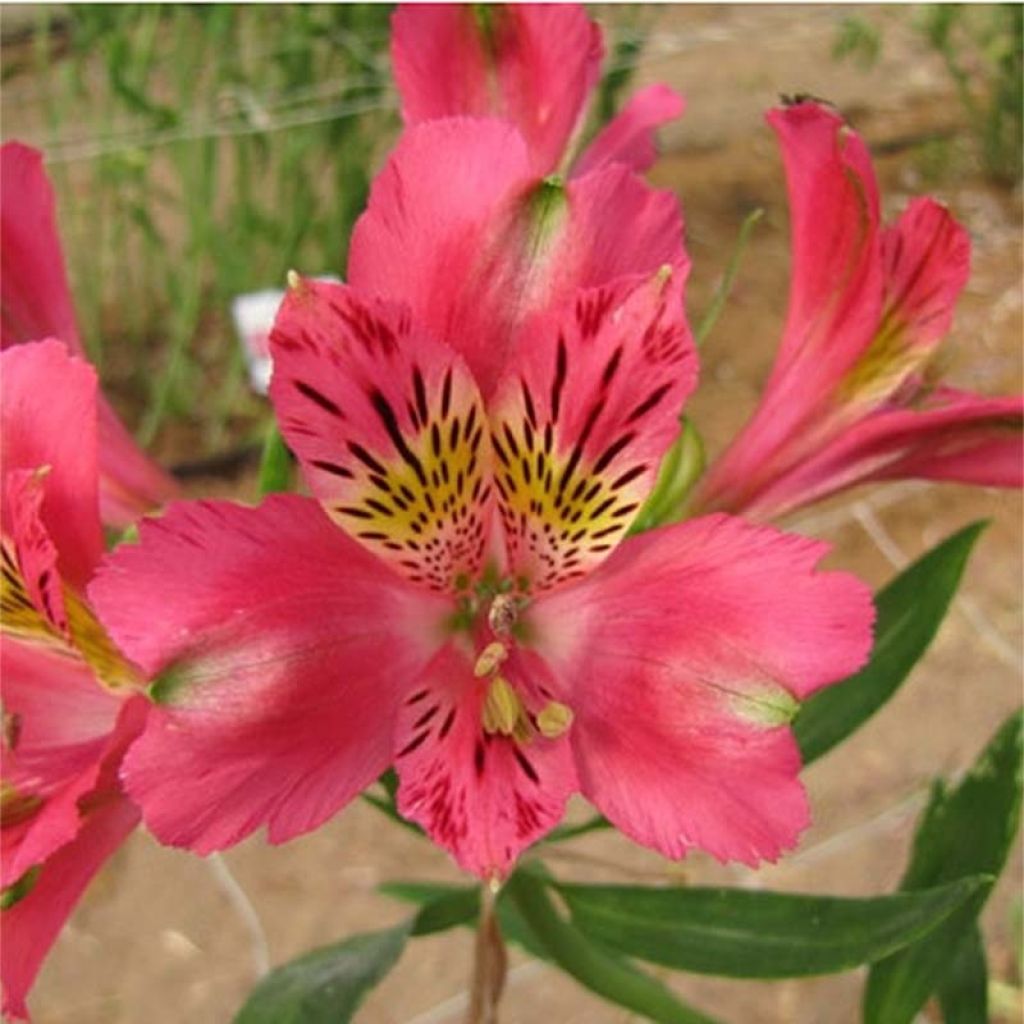 Alstroemeria Duchesses d'Anjou Isabelle