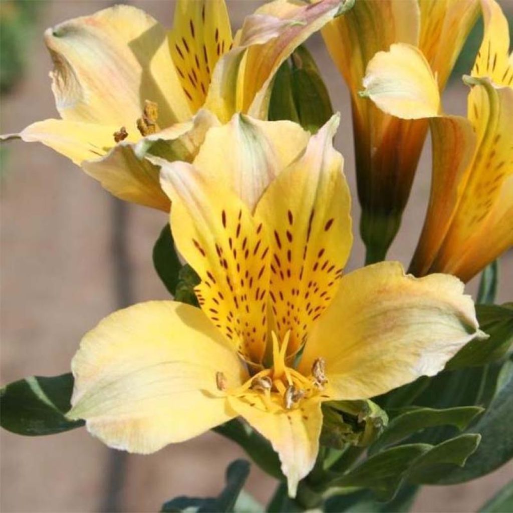 Alstroemeria Duchesses d'Anjou Marie