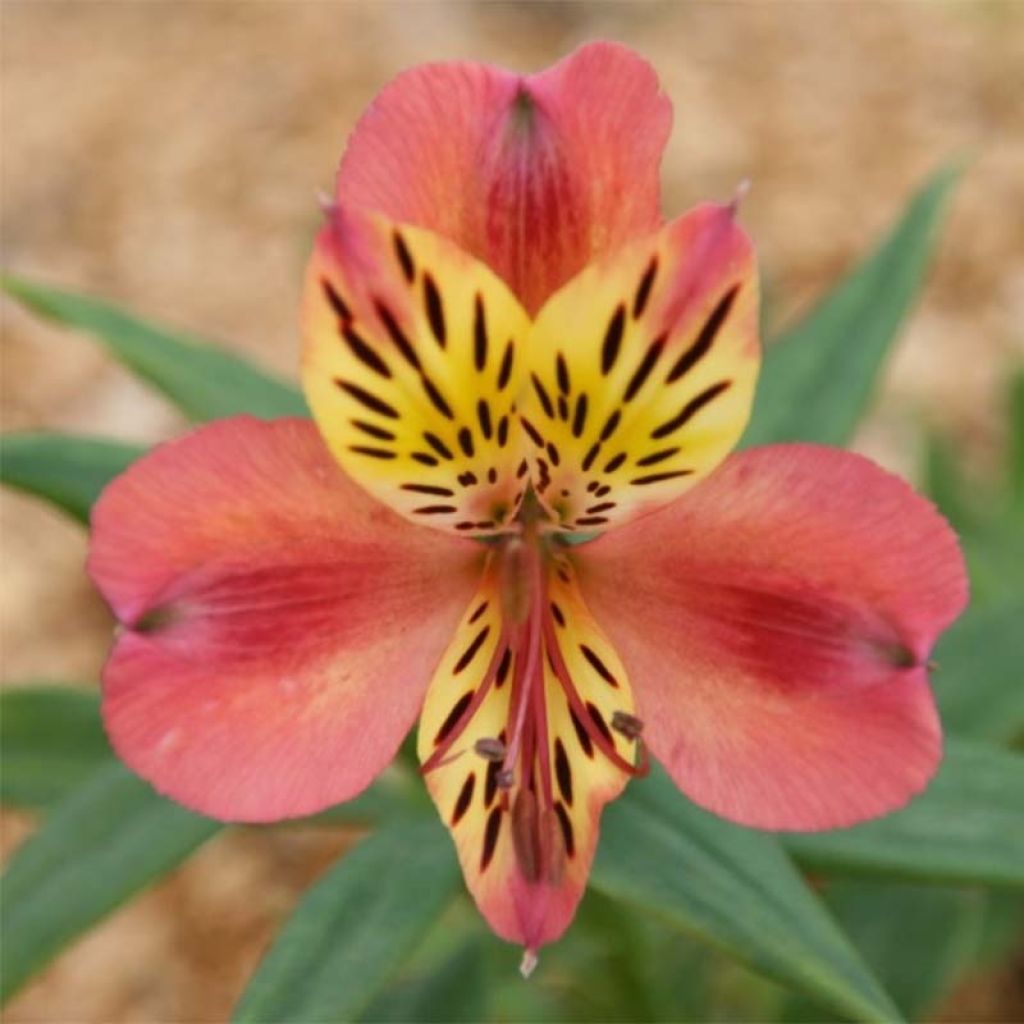 Alstroemeria Majestic Avrille