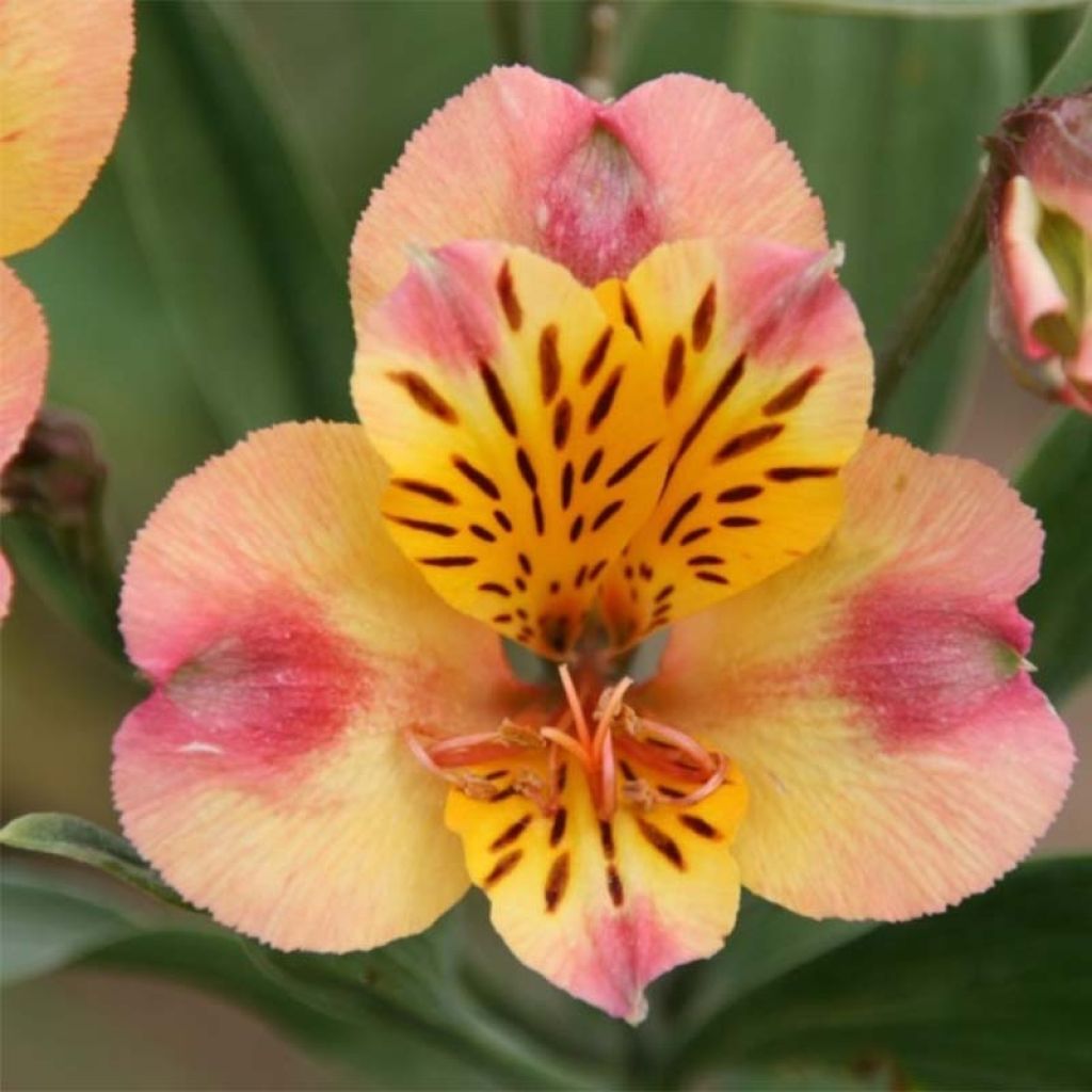 Alstroemeria Majestic Chartrene