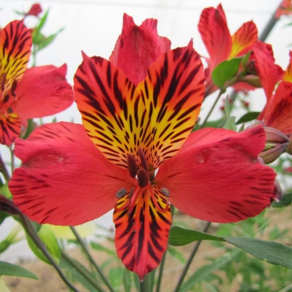 Alstroemeria Majestic Chinon