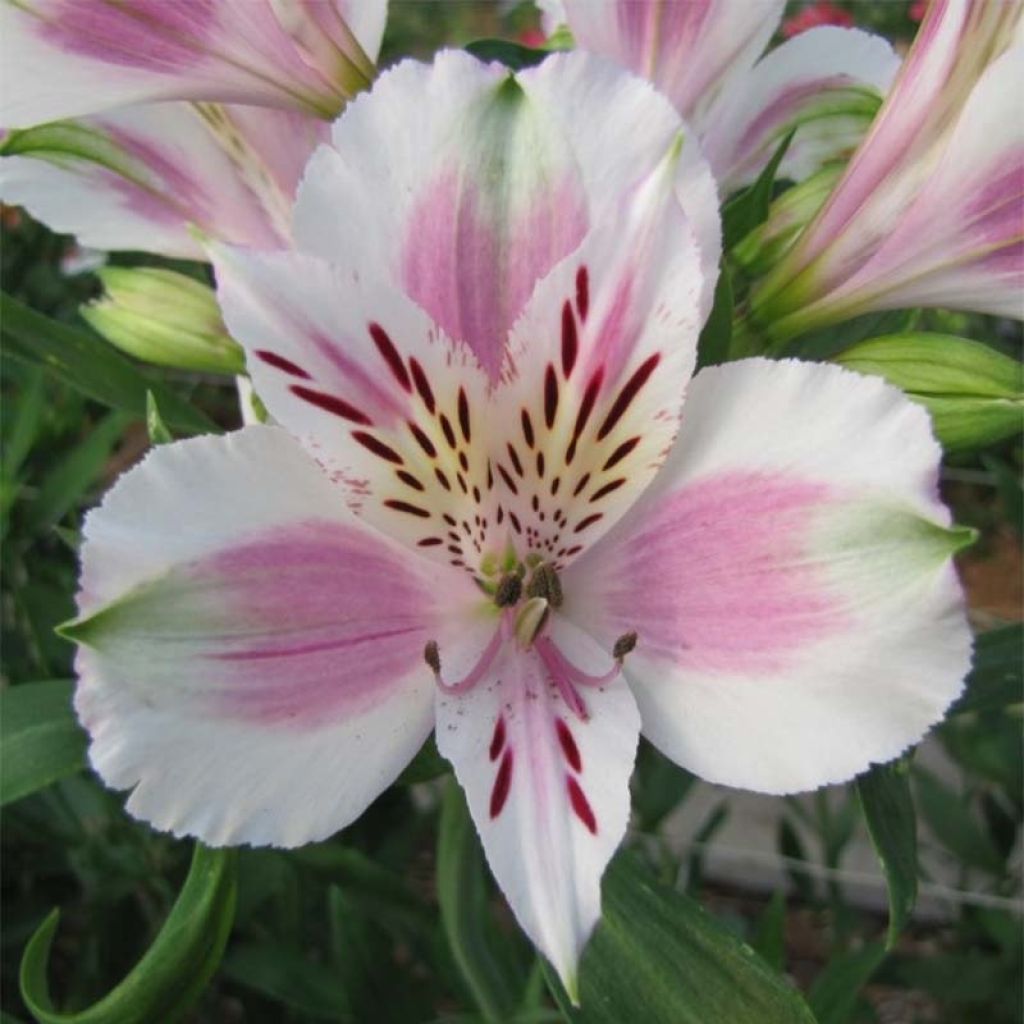 Alstroemeria Majestic Fougere