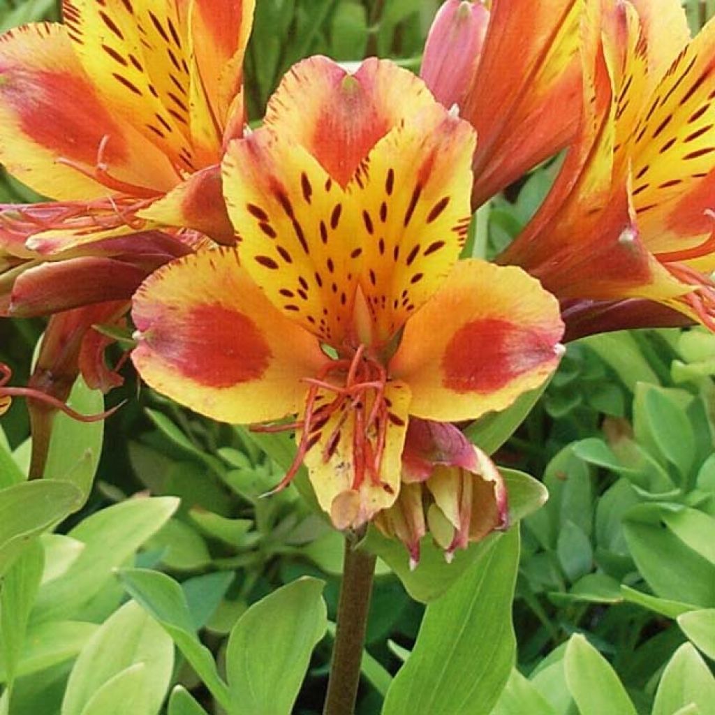 Alstroemère ou Alstroemeria Inca Exotica