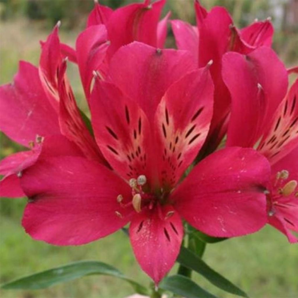 Alstroemeria Pitchounes Timoté