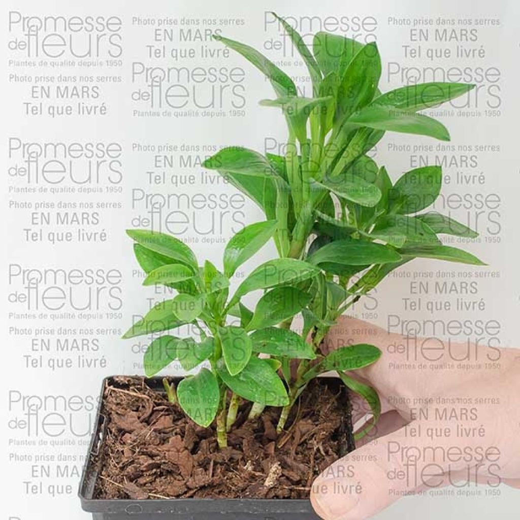 Alstroemeria Inca Exotica - Peruvian Lily