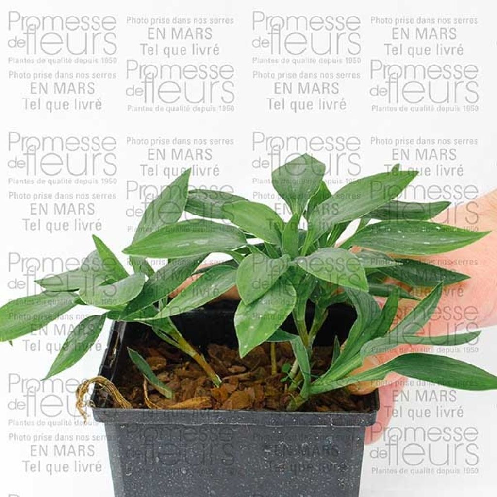 Alstroemeria Inca Ice - Peruvian Lily
