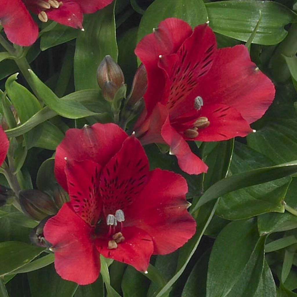 Alstroemère Inticancha Rouge