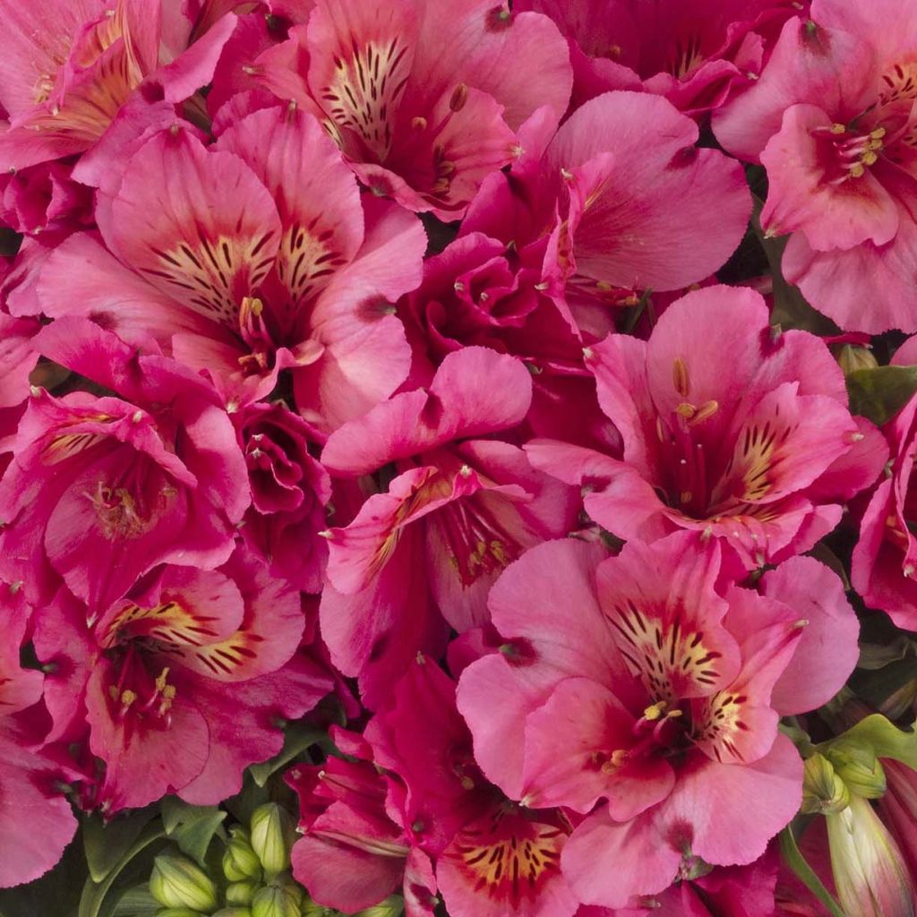 Alstroemeria Inticancha Sun Malaga - Peruvian Lily