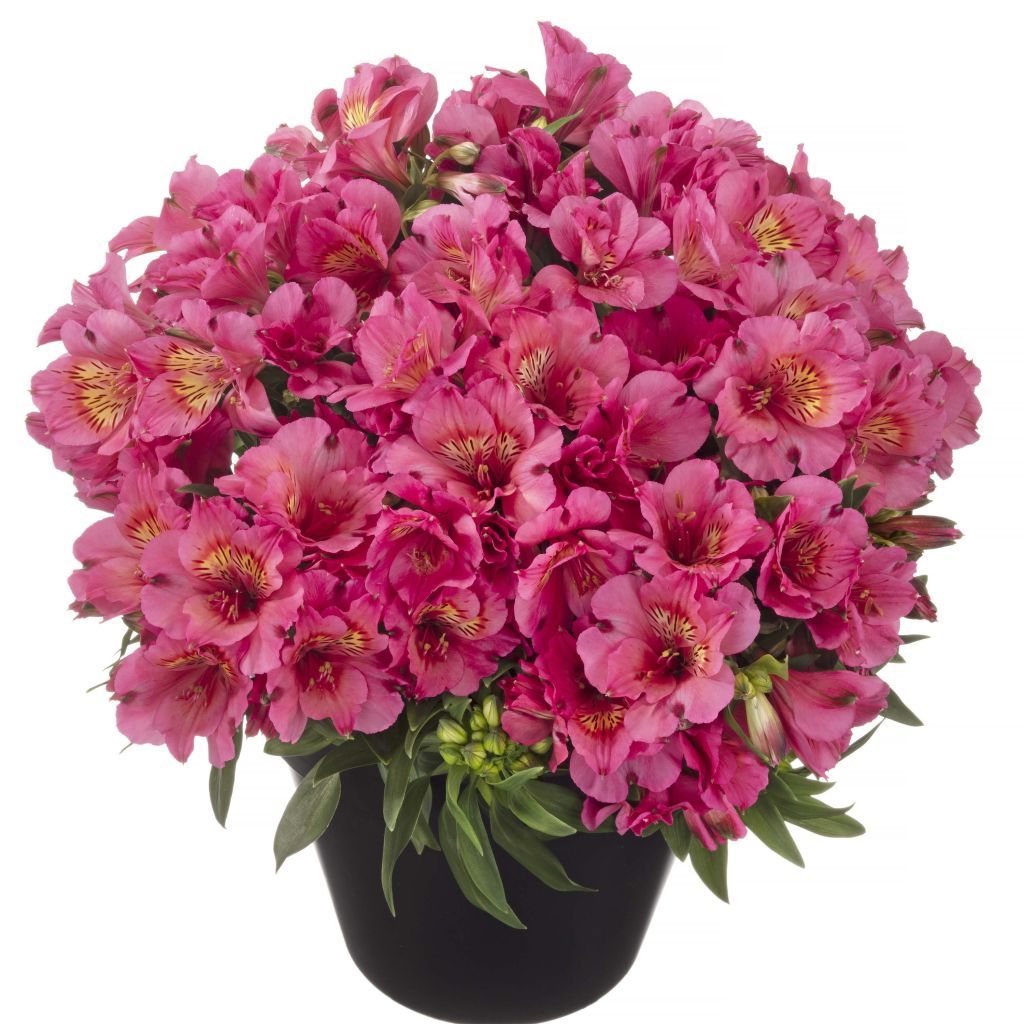 Alstroemeria Inticancha Sun Malaga - Peruvian Lily