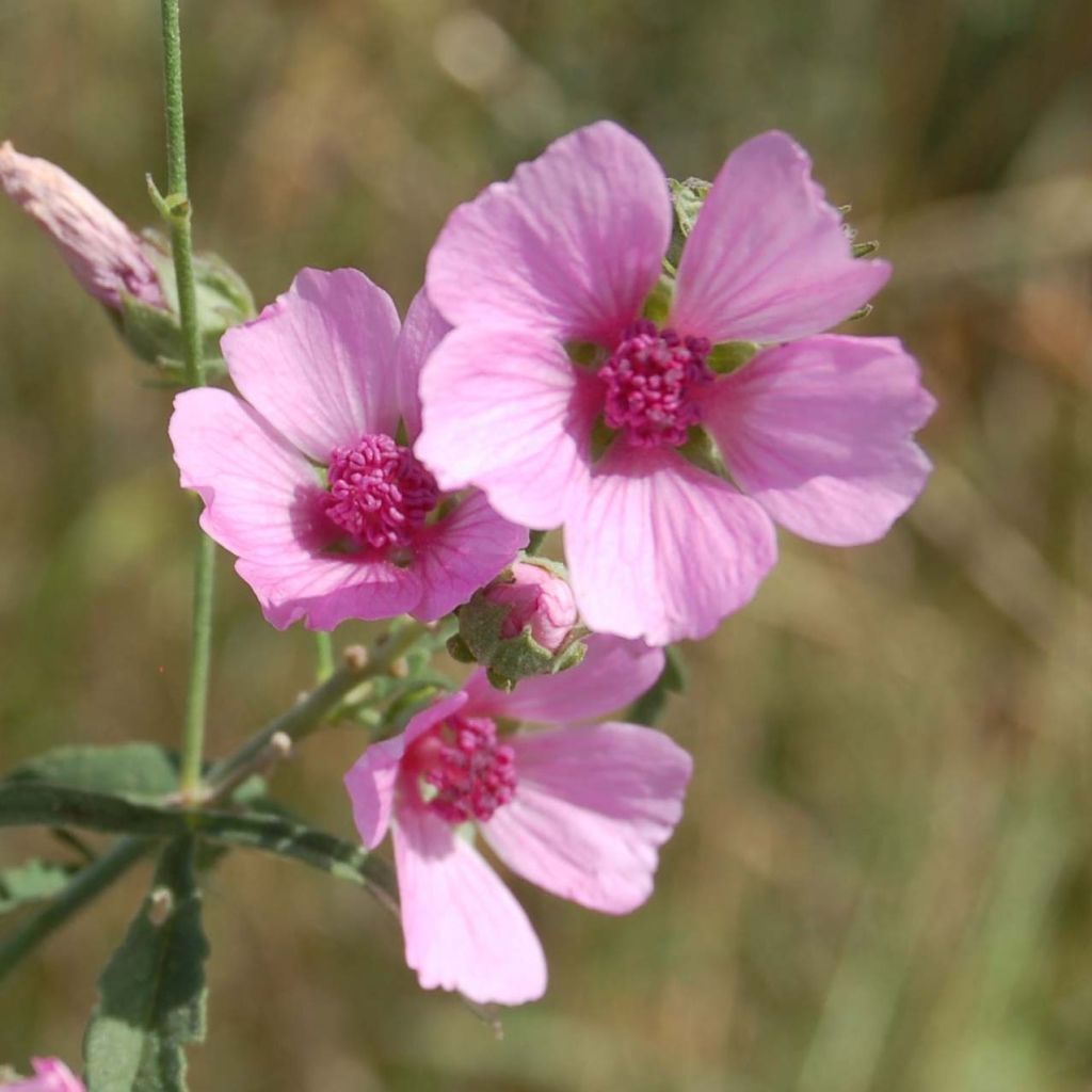 Althaea cannabina