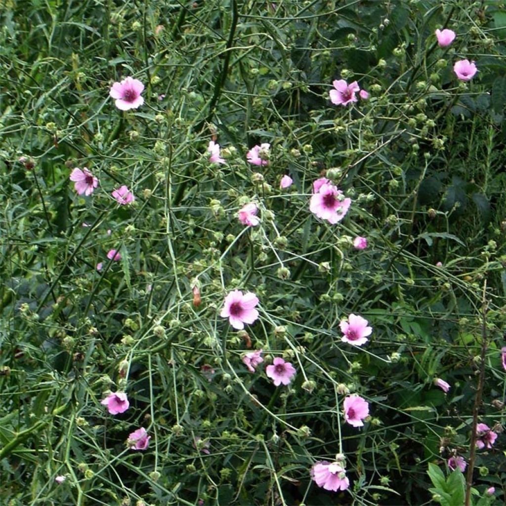 Althaea cannabina