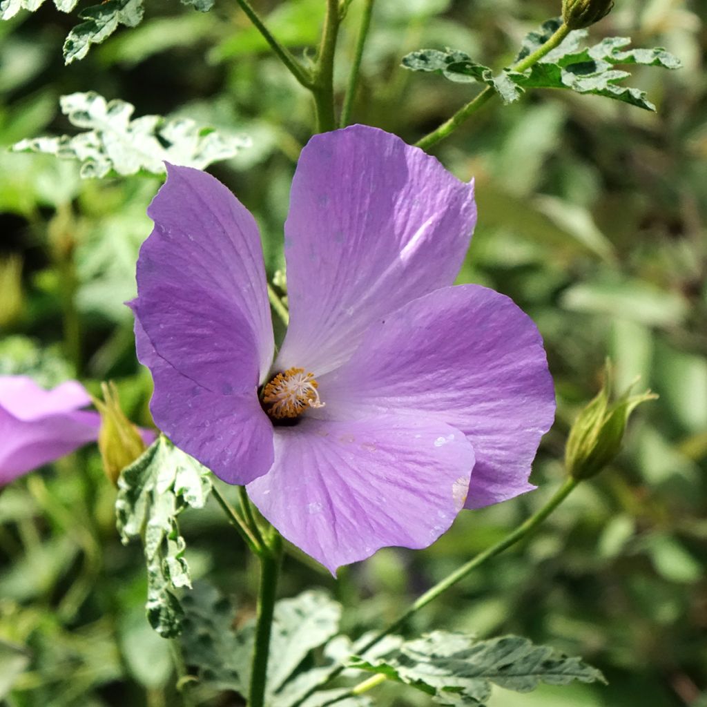 Alyogyne huegelii Santa Cruz