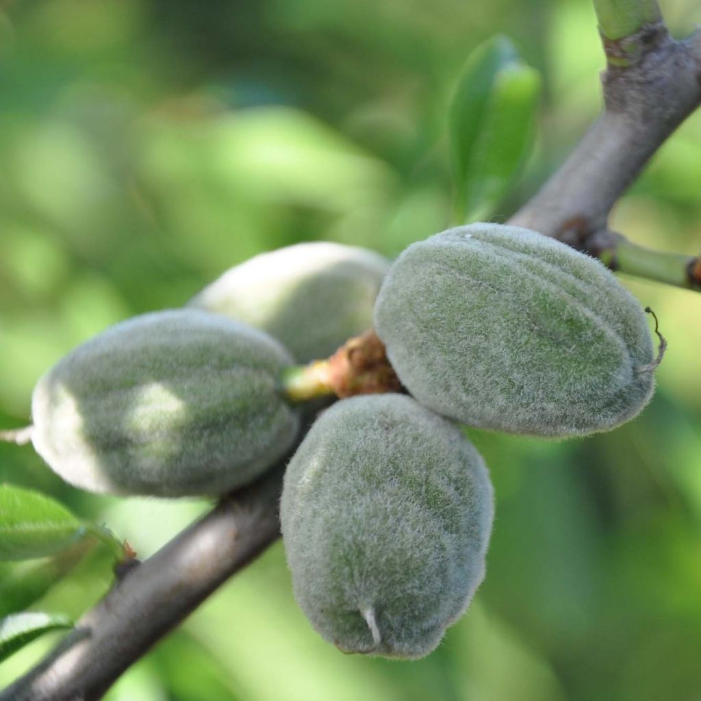 Prunus dulcis Supernova - Almond Tree