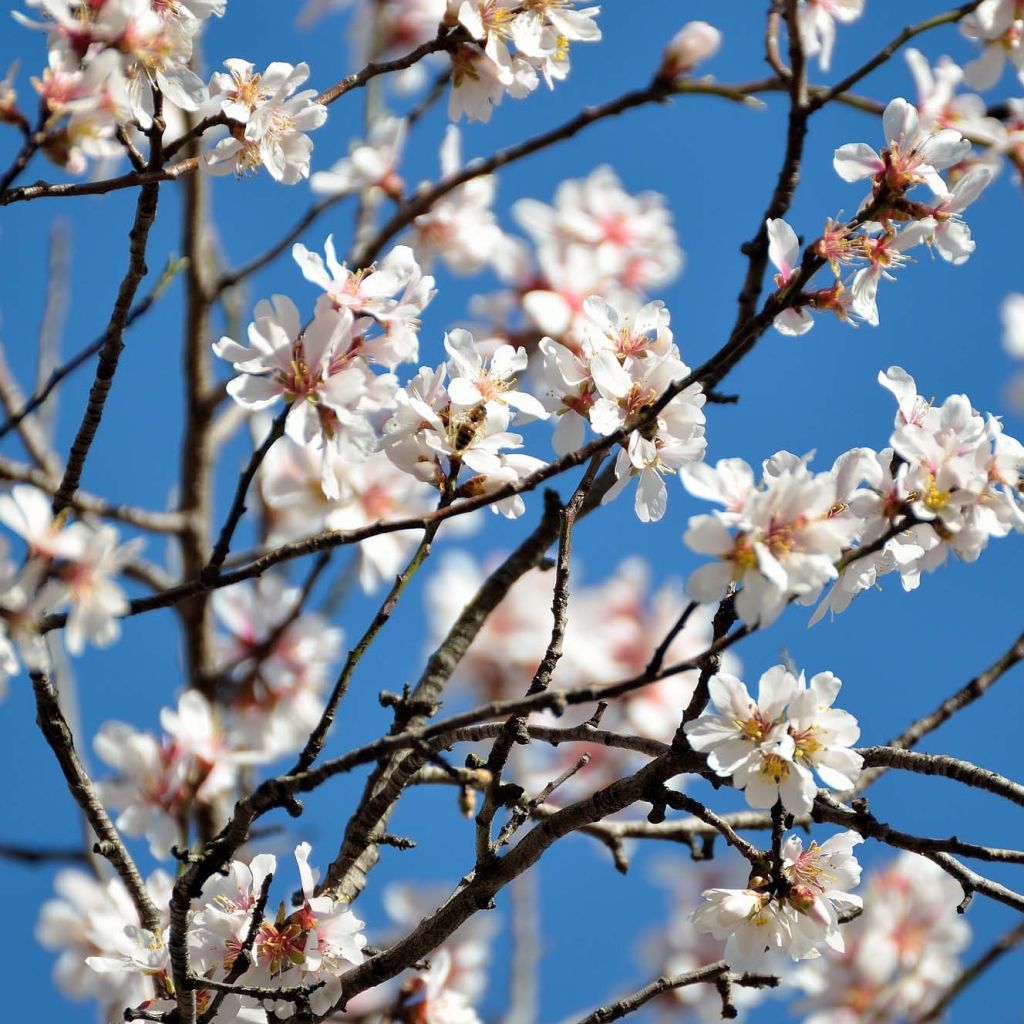 Prunus dulcis Supernova - Almond Tree