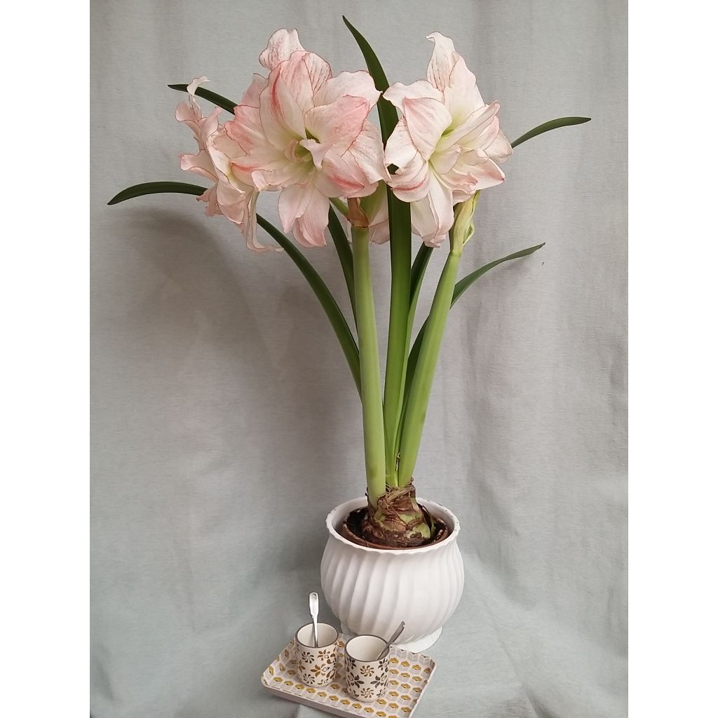 Hippeastrum Aphrodite - Amaryllis