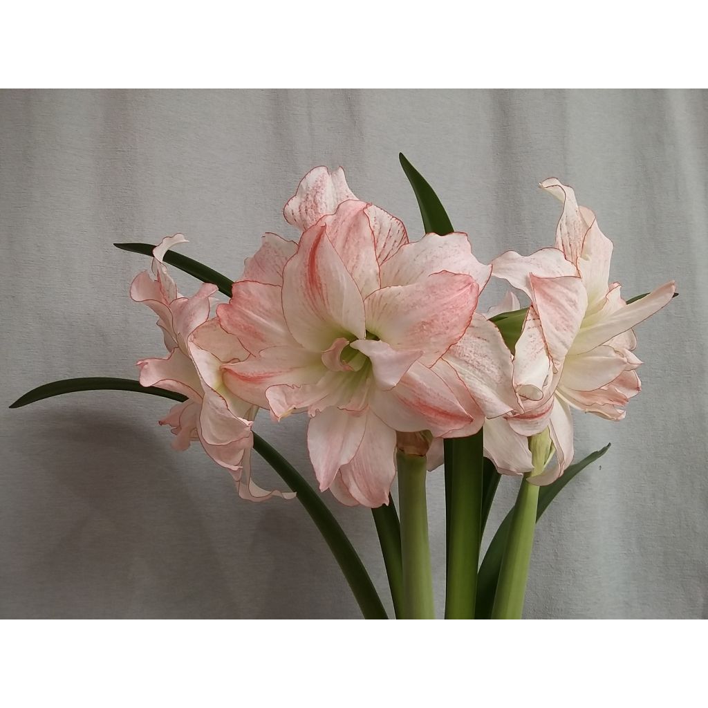 Hippeastrum Aphrodite - Amaryllis