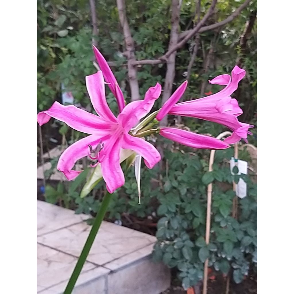 Amarine belladiva Aphrodite - Hybrid Nerine